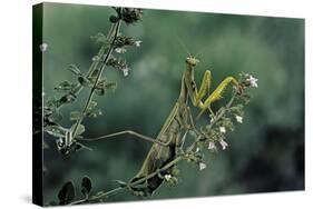 Mantis Religiosa (Praying Mantis)-Paul Starosta-Stretched Canvas