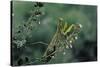 Mantis Religiosa (Praying Mantis)-Paul Starosta-Stretched Canvas