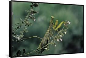 Mantis Religiosa (Praying Mantis)-Paul Starosta-Framed Stretched Canvas