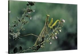 Mantis Religiosa (Praying Mantis)-Paul Starosta-Stretched Canvas