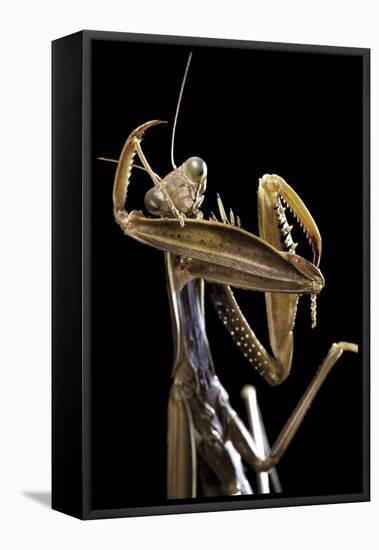 Mantis Religiosa (Praying Mantis) --Paul Starosta-Framed Stretched Canvas