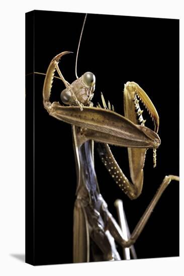 Mantis Religiosa (Praying Mantis) --Paul Starosta-Stretched Canvas