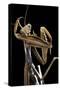 Mantis Religiosa (Praying Mantis) --Paul Starosta-Stretched Canvas