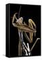 Mantis Religiosa (Praying Mantis) --Paul Starosta-Framed Stretched Canvas