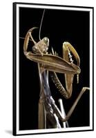 Mantis Religiosa (Praying Mantis) --Paul Starosta-Framed Premium Photographic Print