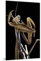 Mantis Religiosa (Praying Mantis) --Paul Starosta-Mounted Premium Photographic Print