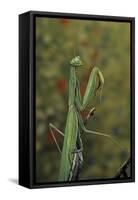 Mantis Religiosa (Praying Mantis)-Paul Starosta-Framed Stretched Canvas