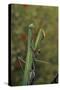 Mantis Religiosa (Praying Mantis)-Paul Starosta-Stretched Canvas