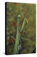 Mantis Religiosa (Praying Mantis)-Paul Starosta-Stretched Canvas