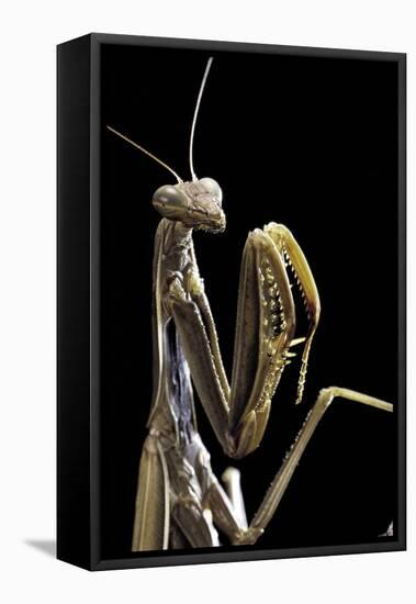 Mantis Religiosa (Praying Mantis) --Paul Starosta-Framed Stretched Canvas