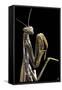 Mantis Religiosa (Praying Mantis) --Paul Starosta-Framed Stretched Canvas