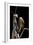 Mantis Religiosa (Praying Mantis) --Paul Starosta-Framed Premium Photographic Print