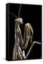 Mantis Religiosa (Praying Mantis) --Paul Starosta-Framed Stretched Canvas