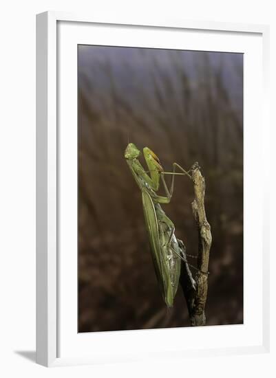 Mantis Religiosa (Praying Mantis)-Paul Starosta-Framed Photographic Print