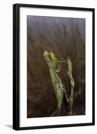 Mantis Religiosa (Praying Mantis)-Paul Starosta-Framed Photographic Print