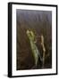 Mantis Religiosa (Praying Mantis)-Paul Starosta-Framed Photographic Print