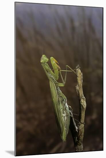 Mantis Religiosa (Praying Mantis)-Paul Starosta-Mounted Photographic Print