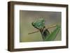 Mantis Religiosa (Praying Mantis) --Paul Starosta-Framed Photographic Print