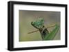 Mantis Religiosa (Praying Mantis) --Paul Starosta-Framed Photographic Print