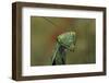 Mantis Religiosa (Praying Mantis) --Paul Starosta-Framed Photographic Print