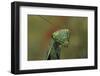 Mantis Religiosa (Praying Mantis) --Paul Starosta-Framed Photographic Print