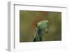 Mantis Religiosa (Praying Mantis) --Paul Starosta-Framed Photographic Print