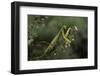 Mantis Religiosa (Praying Mantis)-Paul Starosta-Framed Photographic Print