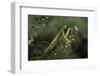 Mantis Religiosa (Praying Mantis)-Paul Starosta-Framed Photographic Print