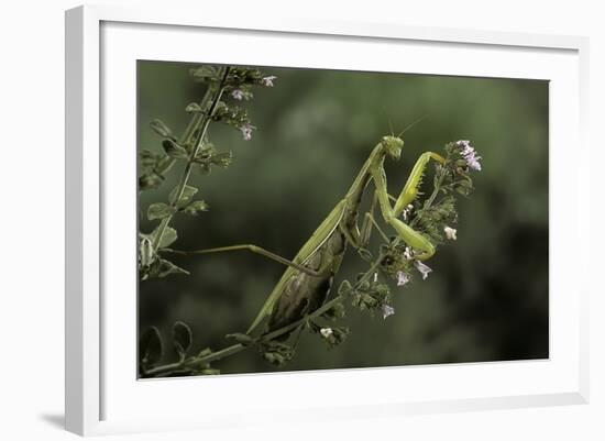 Mantis Religiosa (Praying Mantis)-Paul Starosta-Framed Photographic Print