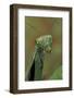 Mantis Religiosa (Praying Mantis) --Paul Starosta-Framed Photographic Print