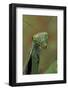 Mantis Religiosa (Praying Mantis) --Paul Starosta-Framed Photographic Print