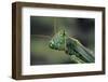 Mantis Religiosa (Praying Mantis) --Paul Starosta-Framed Photographic Print