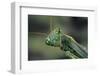 Mantis Religiosa (Praying Mantis) --Paul Starosta-Framed Photographic Print