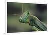 Mantis Religiosa (Praying Mantis) --Paul Starosta-Framed Photographic Print