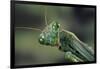 Mantis Religiosa (Praying Mantis) --Paul Starosta-Framed Photographic Print