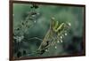 Mantis Religiosa (Praying Mantis)-Paul Starosta-Framed Photographic Print