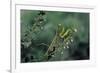 Mantis Religiosa (Praying Mantis)-Paul Starosta-Framed Photographic Print