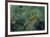 Mantis Religiosa (Praying Mantis)-Paul Starosta-Framed Photographic Print