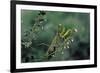 Mantis Religiosa (Praying Mantis)-Paul Starosta-Framed Photographic Print