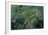 Mantis Religiosa (Praying Mantis)-Paul Starosta-Framed Photographic Print