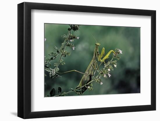 Mantis Religiosa (Praying Mantis)-Paul Starosta-Framed Photographic Print