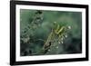 Mantis Religiosa (Praying Mantis)-Paul Starosta-Framed Photographic Print