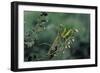 Mantis Religiosa (Praying Mantis)-Paul Starosta-Framed Photographic Print