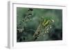 Mantis Religiosa (Praying Mantis)-Paul Starosta-Framed Photographic Print