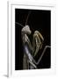 Mantis Religiosa (Praying Mantis) --Paul Starosta-Framed Photographic Print