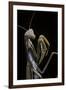 Mantis Religiosa (Praying Mantis) --Paul Starosta-Framed Photographic Print