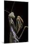 Mantis Religiosa (Praying Mantis) --Paul Starosta-Mounted Photographic Print