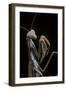 Mantis Religiosa (Praying Mantis) --Paul Starosta-Framed Photographic Print