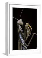 Mantis Religiosa (Praying Mantis) --Paul Starosta-Framed Photographic Print