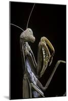 Mantis Religiosa (Praying Mantis) --Paul Starosta-Mounted Photographic Print